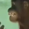 Monos y changuitos 5 🦧🦍🐒 30