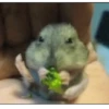🐹✨️REACCIONES HAMSTER FUNNY✨️🐹 10