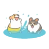 Summer Corgi 8