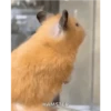 Hamster 🐁🩷🐀 13