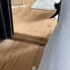 Escapes y peleas épicas 🐱🐶 14