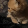 😽 Gatitos Que Necesitas 2 😻 7