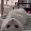 Random Cat's🐱🐾 13