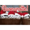 NOTTE NOTTE 12
