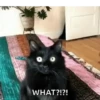 Cat meme 9