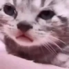 Gatos. | @illvocano  Haki. 5