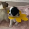 Entrega de flores amarillas 🌻 10