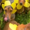 Entrega de flores amarillas 🌻 15