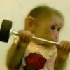 Macacos  8