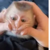 Changos muy Monos 🐒🐵🐒 15