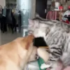 Escapes y peleas épicas 🐱🐶 6