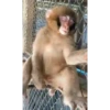 Monkey 15