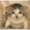 Kucing lucu 11