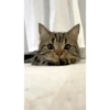 Urcatsiena🐈‍⬛ 10
