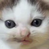 😽 Gatitos Que Necesitas 2 😻 8