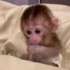 🧿Monkey🐒Changuitos🐵 7