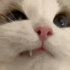 🐾 Gatos ramdon 2 🐈 22