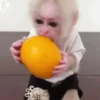 🧿Monkey🐒Changuitos🐵 21