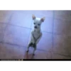 Perritos bailando pal chat 🤣 7