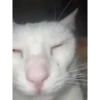 Mascotas Tiktok😼🐶 14
