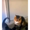 99% cats 14