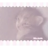 ෛ🎀Gatos / cats ♡@little.danito 13