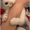 CAT 🩷 12