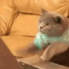 🐈‍⬛🐱🧶 GATOS | CATS 4 🧶🐱🐈‍⬛ 14