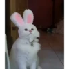 99% cats 15