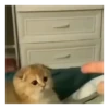 Gato Tiktok Reacciones 😽😜 7
