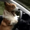 Reações do cão 12