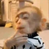 Macacos  11