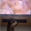 Monkey moods 9