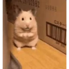 Hamster 🐁🩷🐀 8
