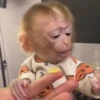 🧿Monkey🐒Changuitos🐵 11