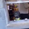 Cats and dogs 23