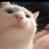CAT 🩷 27