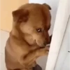 Animais Engraçados | Memes 🐾 21