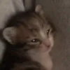 😽 Gatitos Que Necesitas 2 😻 5
