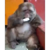Monkey 25
