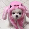 Animalitos cute ✨😸🐾 18