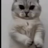 GATINHOS ANIMADOS🐈😹 11