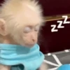 🧿Monkey🐒Changuitos🐵 28