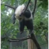 Panda 🐼 6