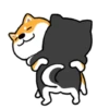 Anjing lucu 5
