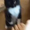 Random Cat's🐱🐾 5