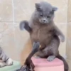 Escapes y peleas épicas 🐱🐶 5