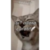 Cane 14