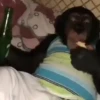 Monos y changuitos 5 🦧🦍🐒 26