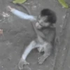 Macacos  10